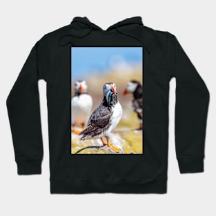 Atlantic Puffin with Sand Eels Hoodie